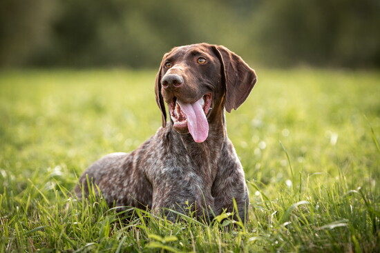 A German shorthaired pointer in a field. 