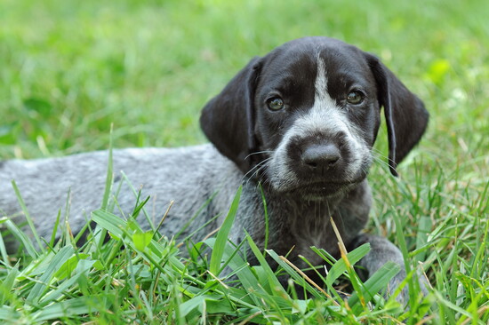 German shorthaired pointer laying in grass.