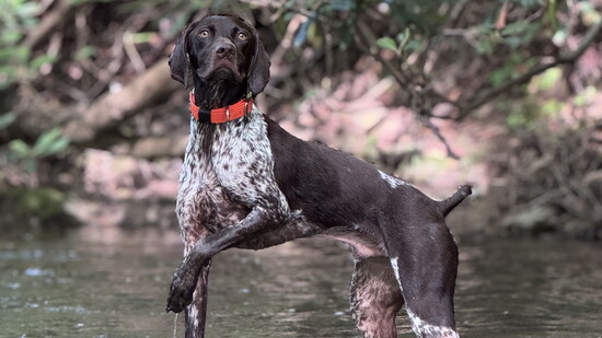 Toby in the water. Photo Credit: James Lisowski.