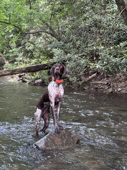 Toby in the water. Photo Credit:James Lisowski.