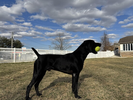 Duke with a tennis ball. Photo Credit: Faith Fields.