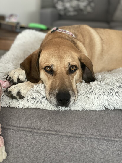 Penny, Boonton Township
