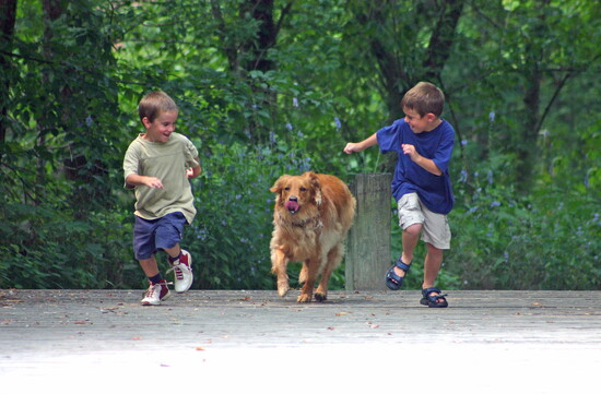 Children racing with a dog.