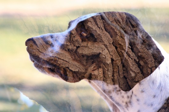 BarkingDog is a dog and a tree.