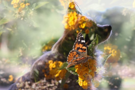 Papillon Butterfly is Wickenburg's Papillon service dog, Roo, and a butterfly. Papillon is the French word for butterfly.