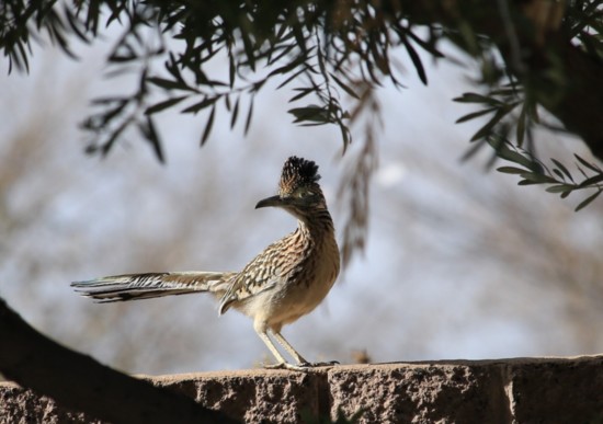 Roadrunner was a category award winner during Chandler's 6th Annual Nature Photo Contest in 2017.