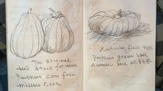 Sketch of Kentucky Field Pumpkin from John Coykendall's journal