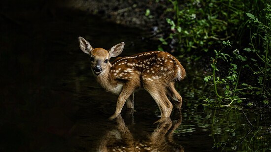 Reid Martens, Wayne Hills, “Bambi”