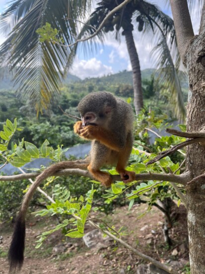 2024 Cover Photo Winner, "Mischievous Monkey" by Madison Schoeneich