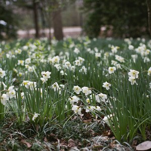 daffodils%20in%20bloom%20at%20birmingham%20botanical%20gardens-300?v=1
