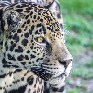 jaguar%20khan%20043%20birmingham%20zoo%203-31-17-300?v=1