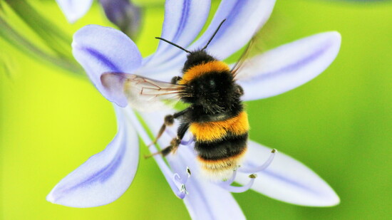 2. Plan a bee and butterfly-friendly garden: no chemicals!