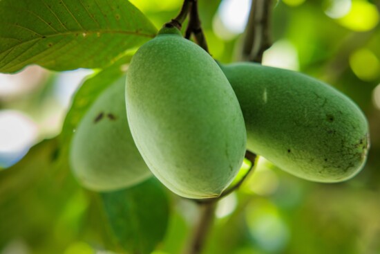 Pawpaw Tree