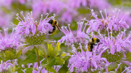 Bee balm