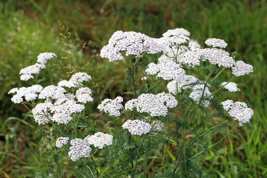 Yarrow