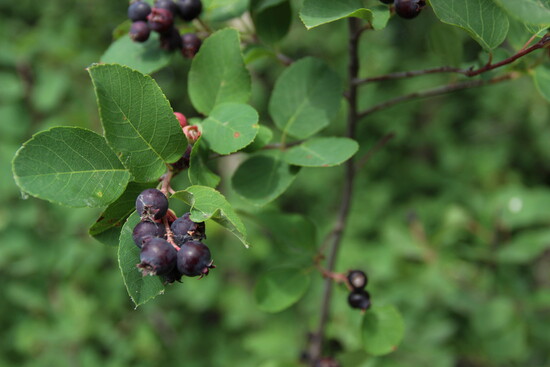 Serviceberry
