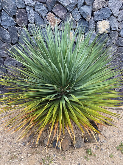 Yucca Rostrata 
