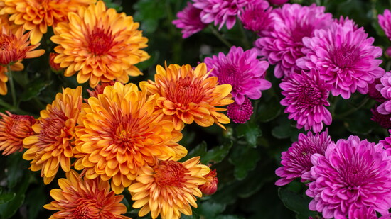 Chrysanthemums