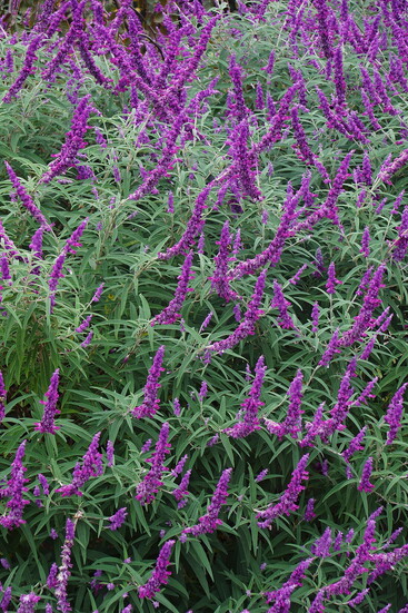 Mexican Sage Bush