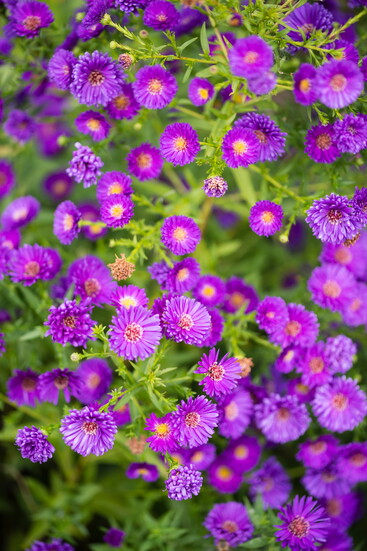 Fall Aster