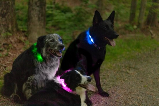 Blazin' Safety illuminated dog collars.