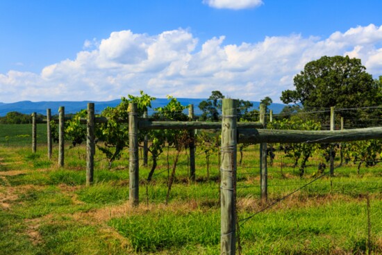 Vineyard in Virginia.