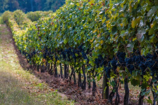 Vineyard in Virginia.