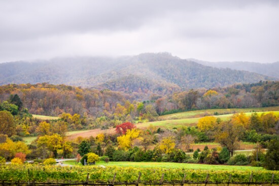 Virginia vineyard in autumn.