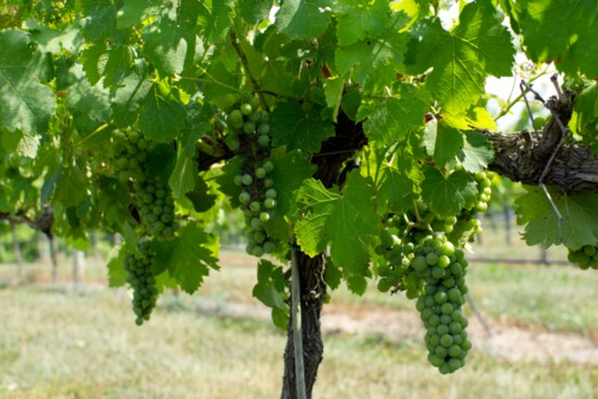 Grapes on a vine.