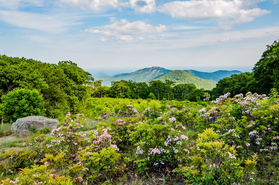 Mountain Laurel and Old Rag Mountain.