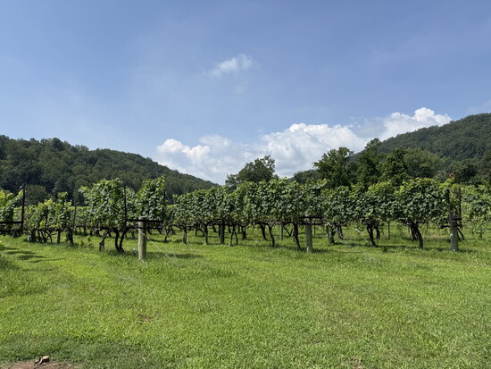DuCard Vineyards. Photo courtesy of DuCard Vineyards.