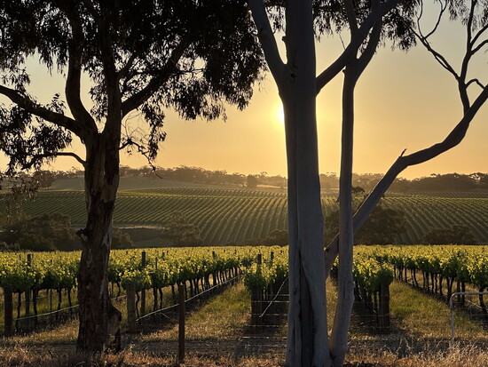 Sunrise over Australia's Barossa Valley, where old vines shape expressive wines