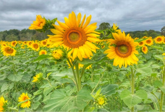 Sunflowers