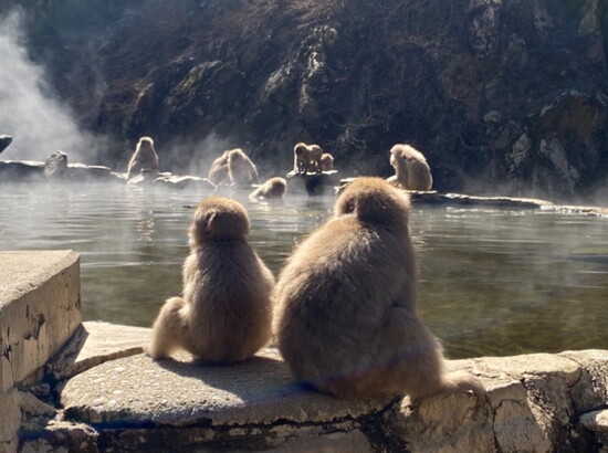 Snow Monkey Park, Yamanouchi, Nagano Prefecture