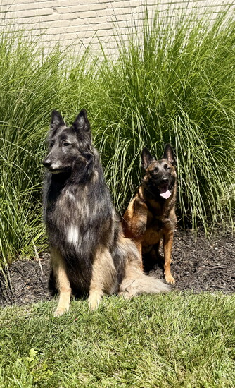 Zelda and Carver