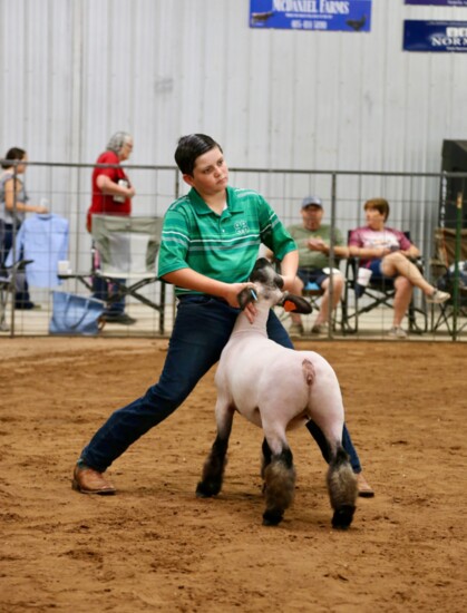 Don't forget to check out the livestock shows at this year's fair!