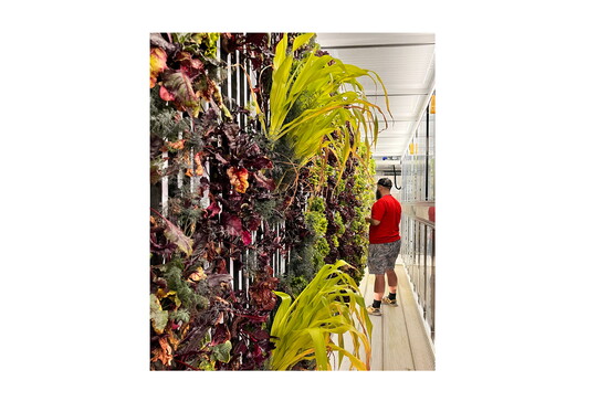 Jason Delooze, The Farm program manager, tending to the hydroponically grown herbs and veggies
