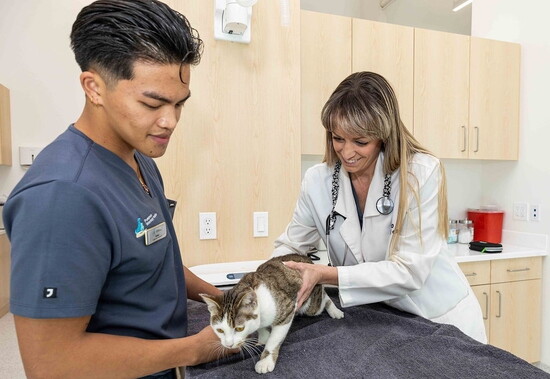 Dr. Meyers-Hayes treats a cat at her hospital.
