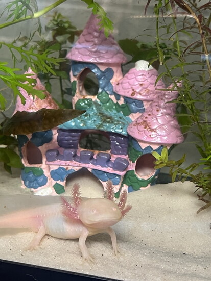 Cupcake the axolotl 