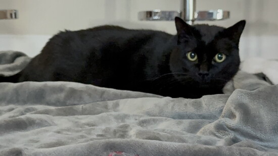 Meef the cat