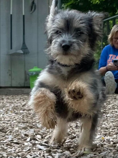 POA adopted out about 80 rescued dogs last year. 