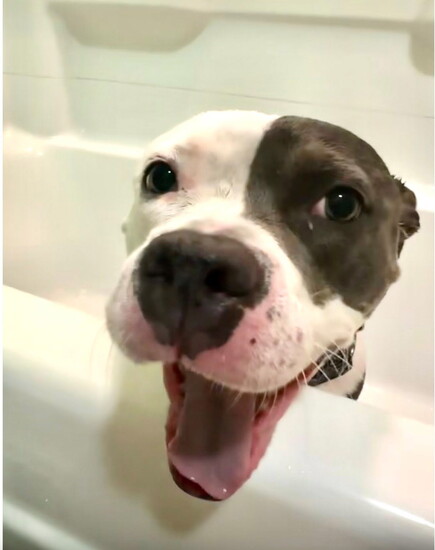 One of POA's recent rescues enjoys a bath. 
