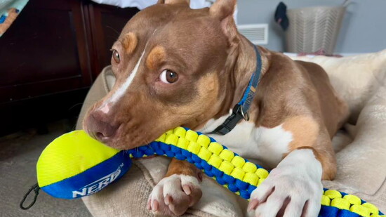 POA has hundreds of volunteers who foster dogs and cats awaiting their "Furever Home."