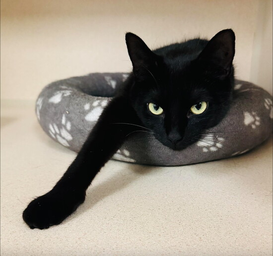 Valentina, a two-year-old cat rescued by POA, found a Furever Home this spring! 