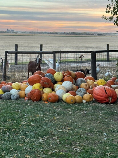 Pumpkins are thoughtfully cleaned without harsh chemicals so they are able to be donated to local farms for animal enrichment