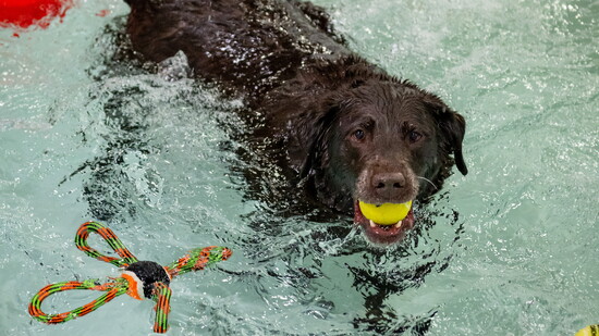 Pups enjoy a splash in the one-of-a-kind indoor bone-shaped pool.