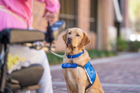 Canine Companions is driven by passionate volunteers who help raise puppies to enhance the lives of people who need them. 