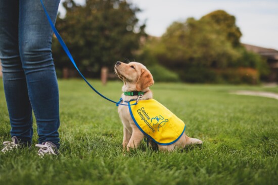 Volunteer puppy raisers play a pivotal role in shaping Canine Companions’ dogs, teaching them foundational skills to become successful service animals.