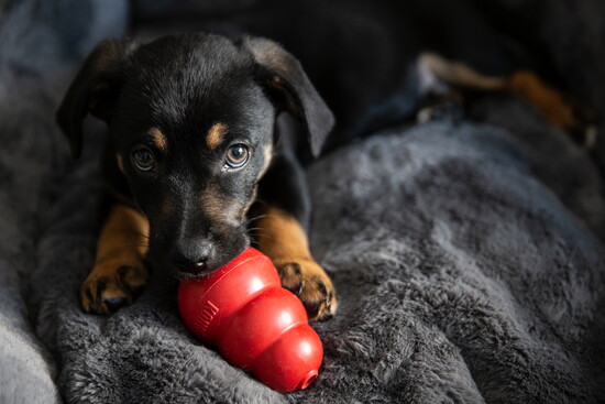 Puppy with frozen Kong treat.