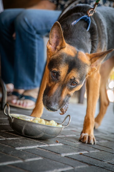 Gypsy, a 6-year-old shepherd mix, is available for adoption through the Nevada Humane Society